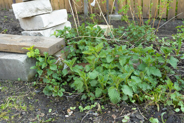 Green nettle plants growing in garden with stones and wooden logs  