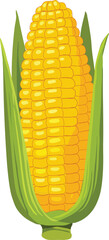 Fresh Green Corn Cob Illustration