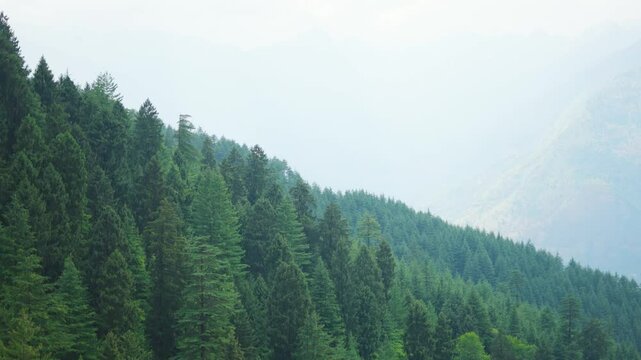 4K Landscape shot of Pine tree forest above the Himalayan mountain peak during the summer season as seen from Nathan village near Manali in Himachal Pradesh, India. Pine trees on the mountains.
