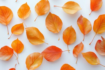 Obraz premium Colorful autumn leaves scattered on white background in flat lay seasonal composition