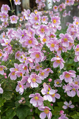 Beautiful blooming anemone hupehensis flowers in the autumn garden.