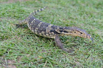 A majestic water monitor lizard rests on a lush green lawn in a public park, its scaly skin glistening under the sunlight. With its long tail, forked tongue, and muscular limbs, the lizard exudes