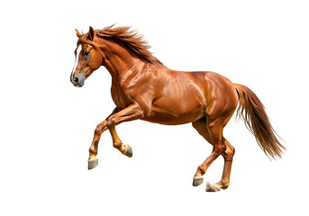 Obraz premium Chestnut Horse in Motion isolated on transparent baackground