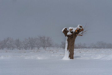 Solitary Sturdy Tree with Pruned Branches Standing Tall in a Snowy Open Field
