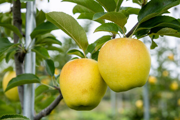 Gunma Meigetsu, a delicious apple variety in the orchard.
