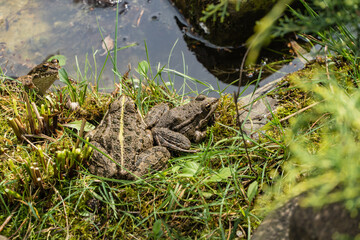 Two frogs rest on grassy bank of quiet pond surrounded by green water and grassy edges. One frog looks out from water at bank.