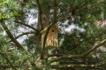 Wooden birdhouse hangs from on thick trunk pine tree Pinus parviflora Glauca, nestled among pine needles and branches, offering a cozy shelter for birds in natural setting.
