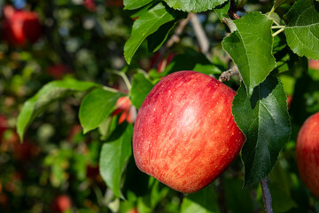 The Aikanokaori, a delicious apple variety from the orchard.