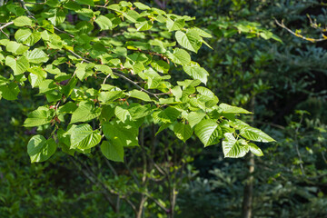 Close-up of vibrant green leaves on  on tree branch tilia caucasica showing detailed veins and lush, healthy appearance against blurred natural background.