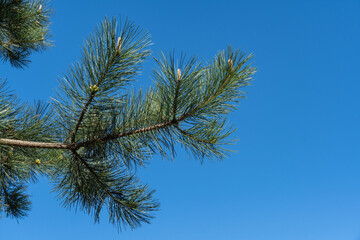 Close-up of Austrian pine (Pinus ‘Nigra’) or black pine branches against clear blue sky, showcasing intricate details of needles and natural beauty of the foliage. Nature concept for design