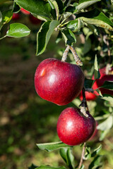 Akibae of delicious apple varieties in the orchard.