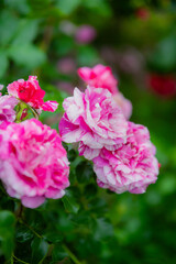 ピンクと白のまだら模様のバラの開花