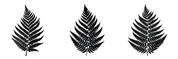 Fern silhouette vector illustration botanical design foliage greenery nature plant leaf isolated black and white

