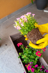 A person wearing bright yellow gloves holds a pink petunia by its exposed root ball, preparing to...