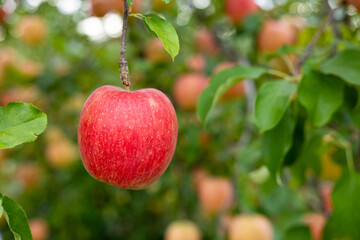 Delicious apple variety Shinano Dolce from the orchard.