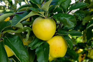 Shinano Gold, a delicious apple variety from the orchard.