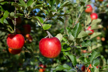 Obraz premium Delicious apple variety Shinano Sweet from the orchard.