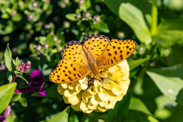 Argyreus hyperbius butterfly perching on a zinnia.