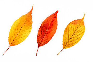 Autumn leaves of cherry blossoms macro photography.