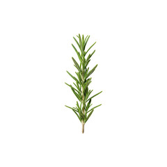 Fresh rosemary sprig standing vertically on white background