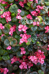 Exotic and beautiful begonia flowers blooming in the garden.