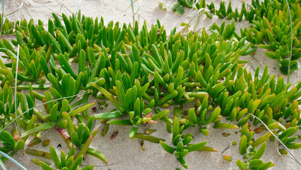 Carpet of Plants, Carpobrot Edulis.Green coastal plants growing abundantly on sandy beach with gentle waves in the background