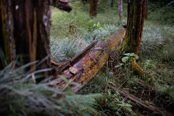 A fallen mossy tree trunk lies across the forest floor surrounded by dense green grass and vegetation. Captures the raw texture and untamed nature of the wild jungle