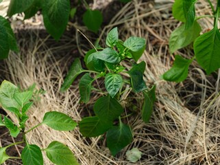 Pepper plants growing in a vegetable garden