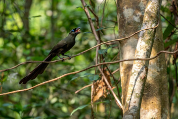 Racket-tailed Treepie - Crypsirina temia, beautiful colored crow family member native to forests of...