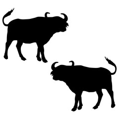Buffalo silhouette, Double Buffalo set box icon, Bull illustration, silhouette, set icon, silhouette, Buffalo icon