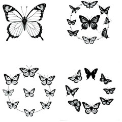 Fototapeta premium Stylized butterfly life cycle chart, flat vector design, isolated.