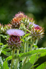 Close-up of cardoon flowers blooming in summer garden.