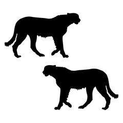 Cheetah silhouette, Double Cheetah set box icon, Cheetah illustration, silhouette, set icon, silhouette, Cheetah icon