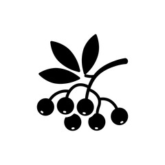 Obraz premium Cluster of Elderberries on Twig with Leaves on White Background