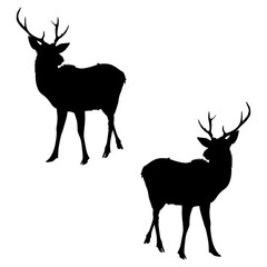 Buck deer silhouette, Double Buck Deer set box icon, Buck illustration, silhouette, reindeer set icon, silhouette, Buck icon