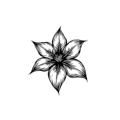 Elegant botanical illustration of a five-petal flower in black and white line art