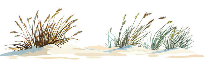 Coastal dune plants sea oats and beach grass on sandy shore isolated on white background minimalistic flat vector illustration of natural shoreline vegetation