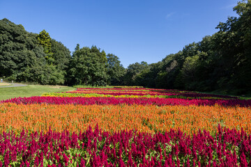 Fototapeta premium Beautiful celosia field in the forest.