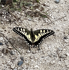 호랑나비 butterfly on a flower