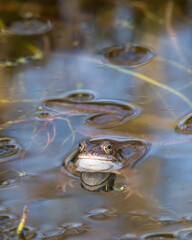 Common Frog, Rana temporaria, in a pond, Dumfries & Galloway, Scotland
