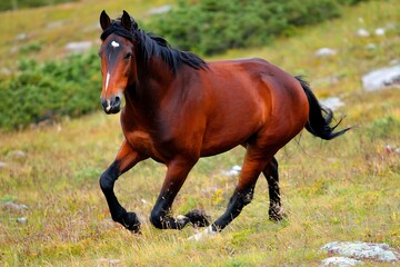 Fototapeta premium Beautiful chestnut horse running through pasture