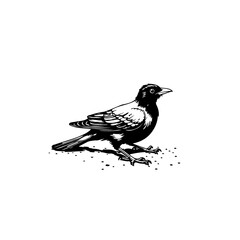 Detailed vector drawing of a black and white bird isolated on a white background
