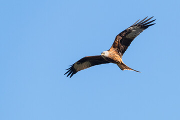 Red Kite, Milvus milvus, in flight against blue sky, Dumfries & Galloway, Scotland