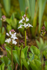 Bogbean, Menyanthes trifoliata, growing in a pond, Dumfries & Galloway, Scotland
