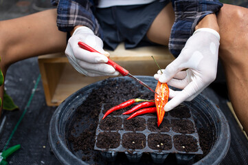 close up man hands holding red chili during planting in peat moss or soil