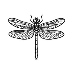 Dragonflies - Order Odonata