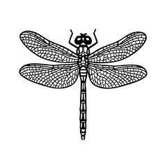 Dragonflies - Order Odonata
