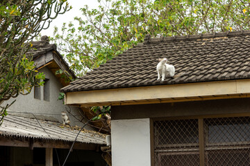 A stray cat roams freely through the nostalgic alleyways of a Taiwanese military dependents’...