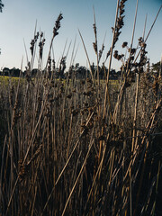 Grass reeds