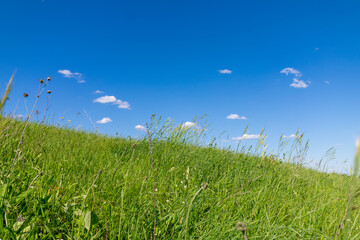 Green field under a bright blue sky with fluffy white clouds.